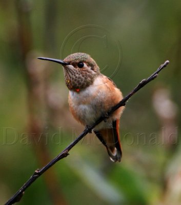 S346-3a Allens Hummingbird - juvenile male_0514.jpg