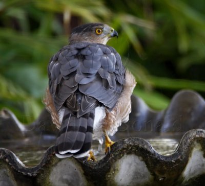 S141-1a Coopers Hawk - adult_8632.jpg