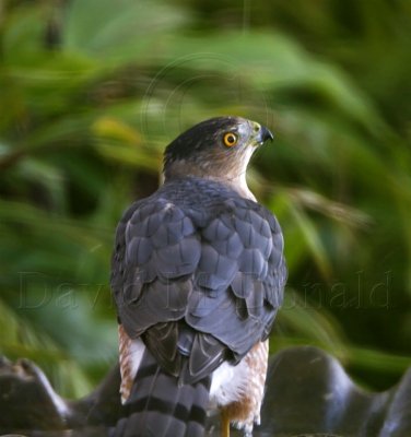 S141-1c Coopers Hawk - adult_8642.jpg