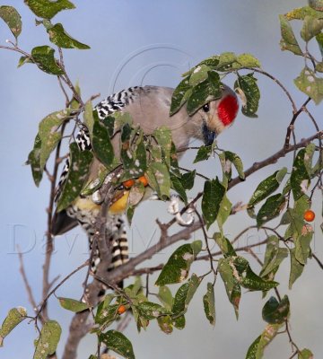 Gila Woodpecker - male_0089.jpg