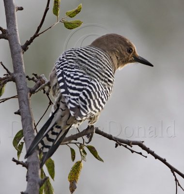 Gila Woodpecker - female_8706.jpg