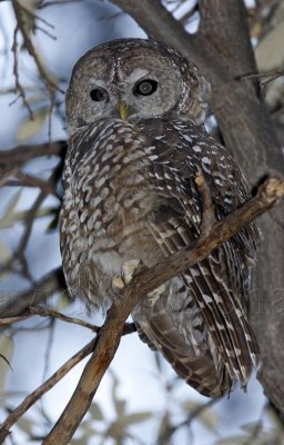 Spotted Owl_9140.jpg