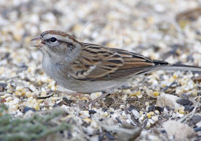 Chipping Sparrow_0772.jpg
