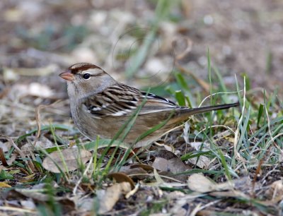 White-crowned Sparrow - 1st winter_0731.jpg