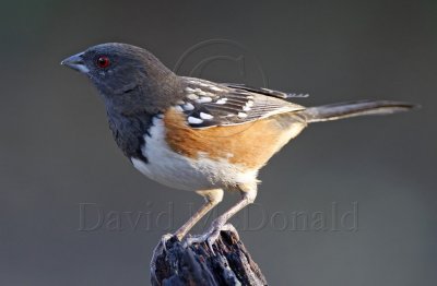 Spotted Towhee - female_1197.jpg