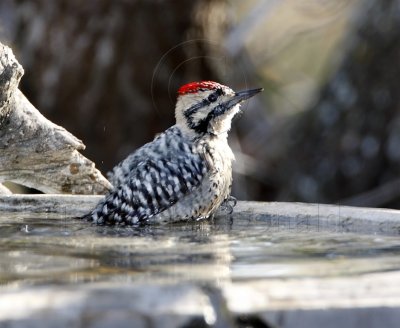 Ladder-backed Woodpecker - male_1013.jpg