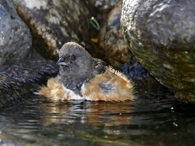 Spotted Towhee - female_1285.jpg