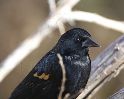 Red-winged Blackbird - 1st year male_1088.jpg