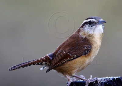 Carolina Wren_1169.jpg