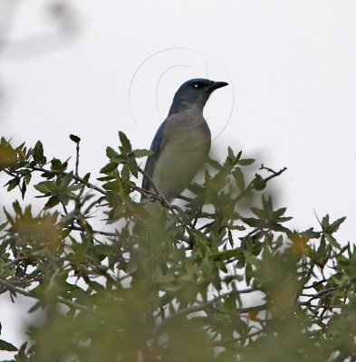 Mexican Jay - adult_9084.jpg