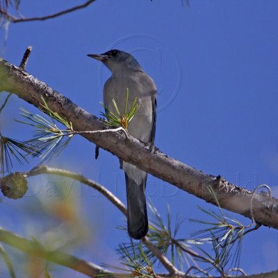 Mexican Jay - juvenile_9886.jpg