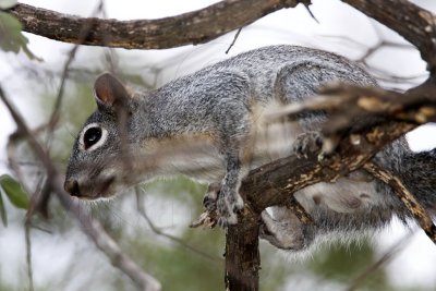 Arizona Gray Squirrel_9102.jpg