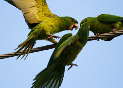 S223-2 Green Parakeet_6365.jpg