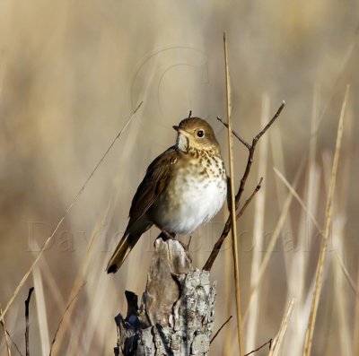 Hermit Thrush_2242.jpg