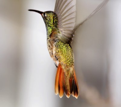 Buff-bellied Hummingbird_2849.jpg