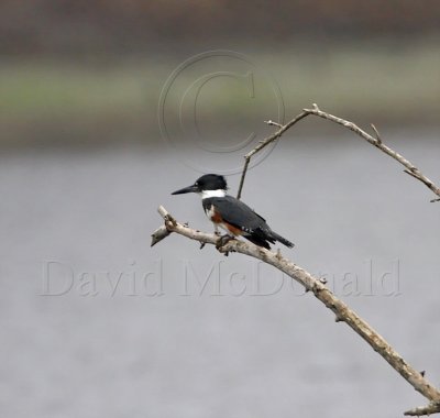 Belted Kingfisher - female_2921.jpg