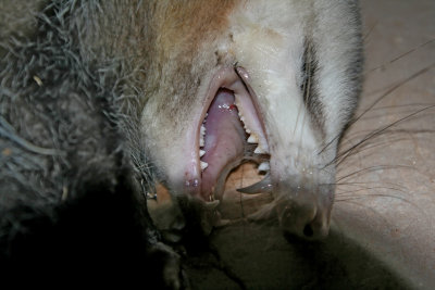 Virginia Opossum_4941.jpg