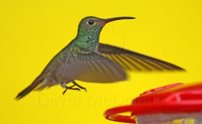 Buff-bellied Hummingbird_3313.jpg