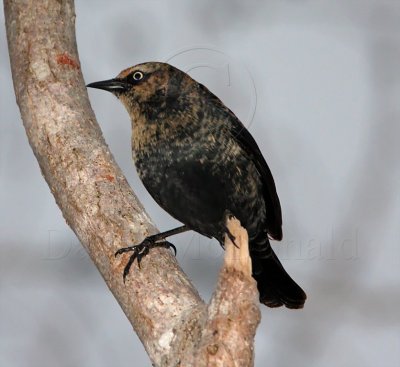 Rusty Blackbird - male - 1st winter_3554.jpg