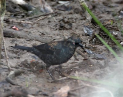 Rusty Blackbird - male - winter_3564.jpg