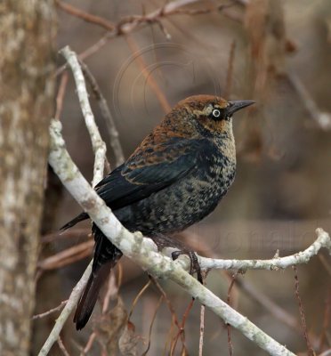 Rusty Blackbird - male - 1st winter_3566.jpg