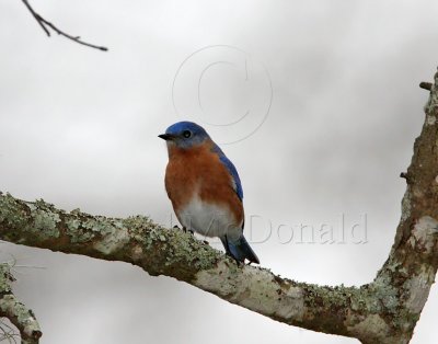 Eastern Bluebird - male_5237.jpg