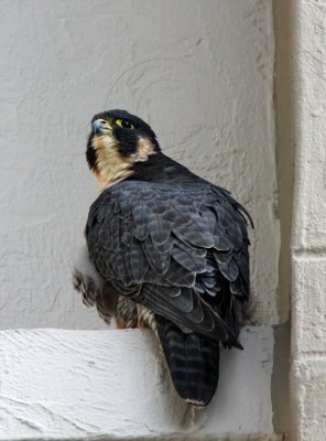 Peregrine Falcon - adult_4036.jpg