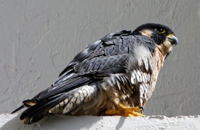 Peregrine Falcon - adult_4061.jpg