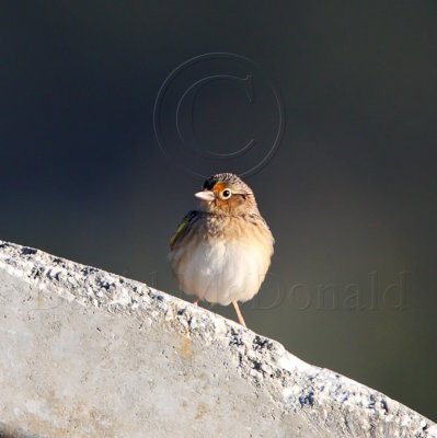 Grasshopper Sparrow_5027.jpg