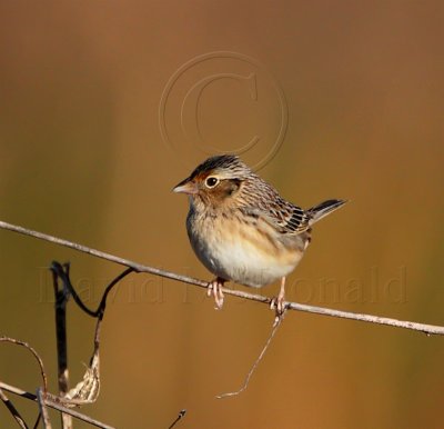 Grasshopper Sparrow_5100.jpg