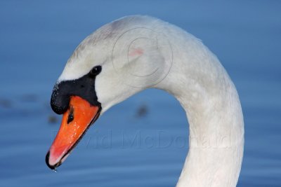 Mute Swan_5170.jpg