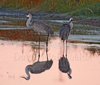 Sandhill Cranes at dawn_4872.jpg