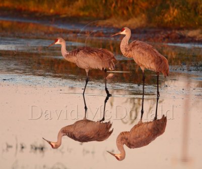 Sandhill Cranes at Dawn_4939.jpg