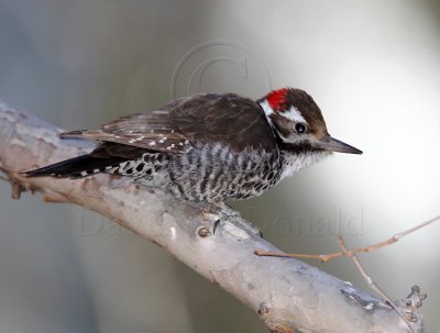 Arizona Woodpecker_5615.jpg