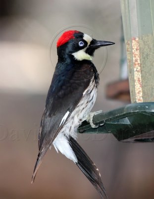 Acorn Woodpecker- female_5583.jpg
