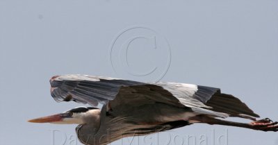 Great Blue Heron - flying_0103.jpg