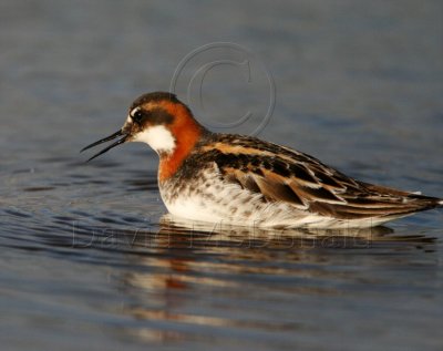 Red-necked Phalarope - breeding female_1032.jpg