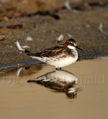 Red-necked Phalarope - breeding male_1067.jpg