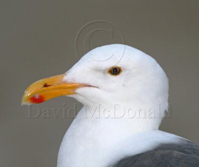Western Gull - breeding adult - detail_9493.jpg