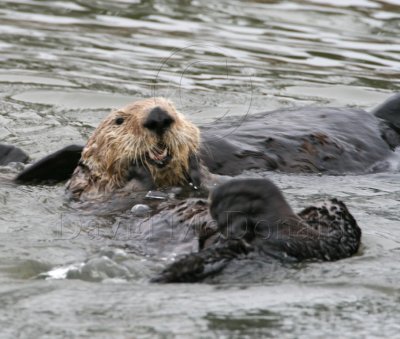 Sea Otter_1176.jpg