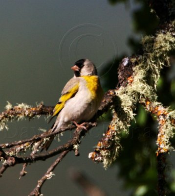 Lawrence's Goldfinch - male_0235.jpg