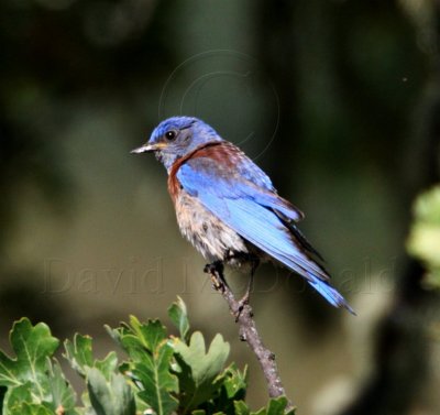Western Bluebird - male_0350.jpg
