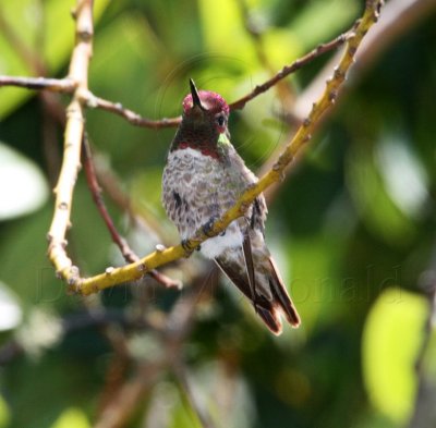 Anna's Hummingbird - male_1233.jpg
