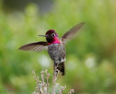Anna's Hummingbird - male_1252.jpg