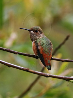 Allens Hummingbird - juvenile male_0527.jpg