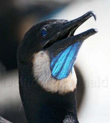 Brandt's Cormorant - detail_9768.jpg