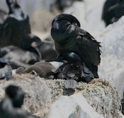 Brandt's Cormorant - nest with babies_9757.jpg