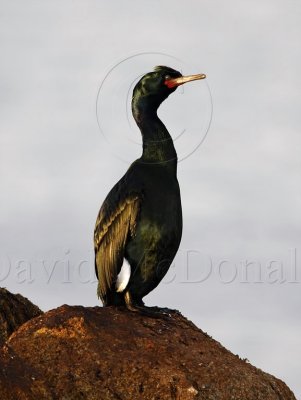 Pelagic Cormorant - breeding_3528.jpg