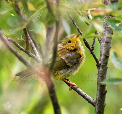 Wilson's Warbler - fledgling_0543.jpg