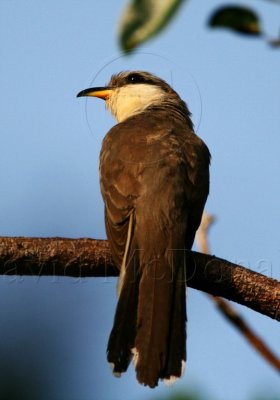 Mangrove Cuckoo_1855.jpg